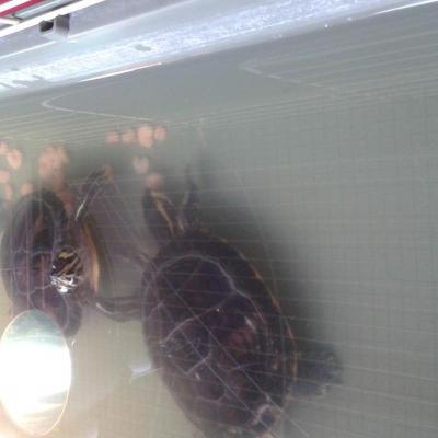 Mes tortues d'eau