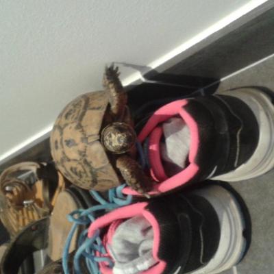 Mes tortues de terre