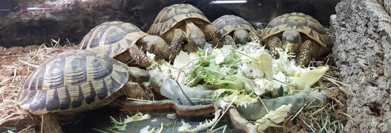Alimentation des tortues de terre