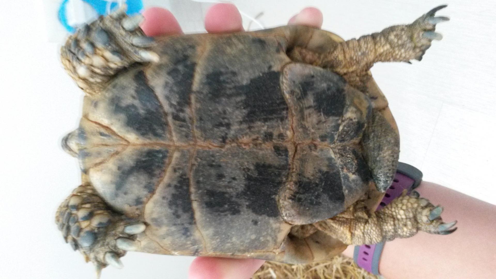 Quel est le sexe de cette tortue ?