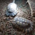 Quelle est l'espèce de ces tortues terrestres ?
