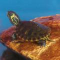 Quelle est l'espèce de cette tortue semi-aquatiques ?