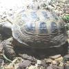 Quelle est la particularité de la tortue de Horsfield ?