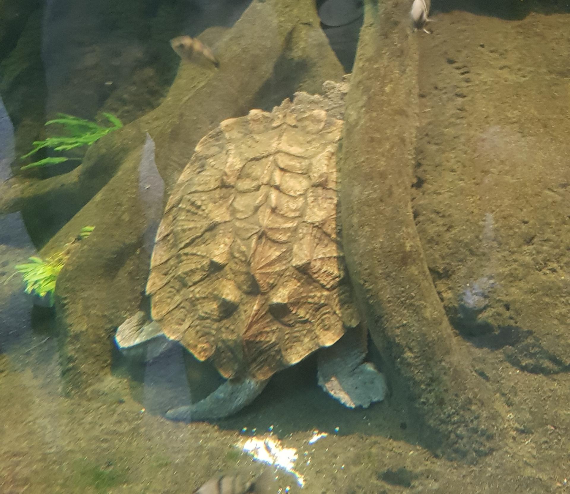 Comment s'appelle cette tortue ?