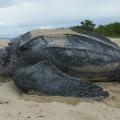 Combien d’œufs pond en moyenne la tortue luth ?