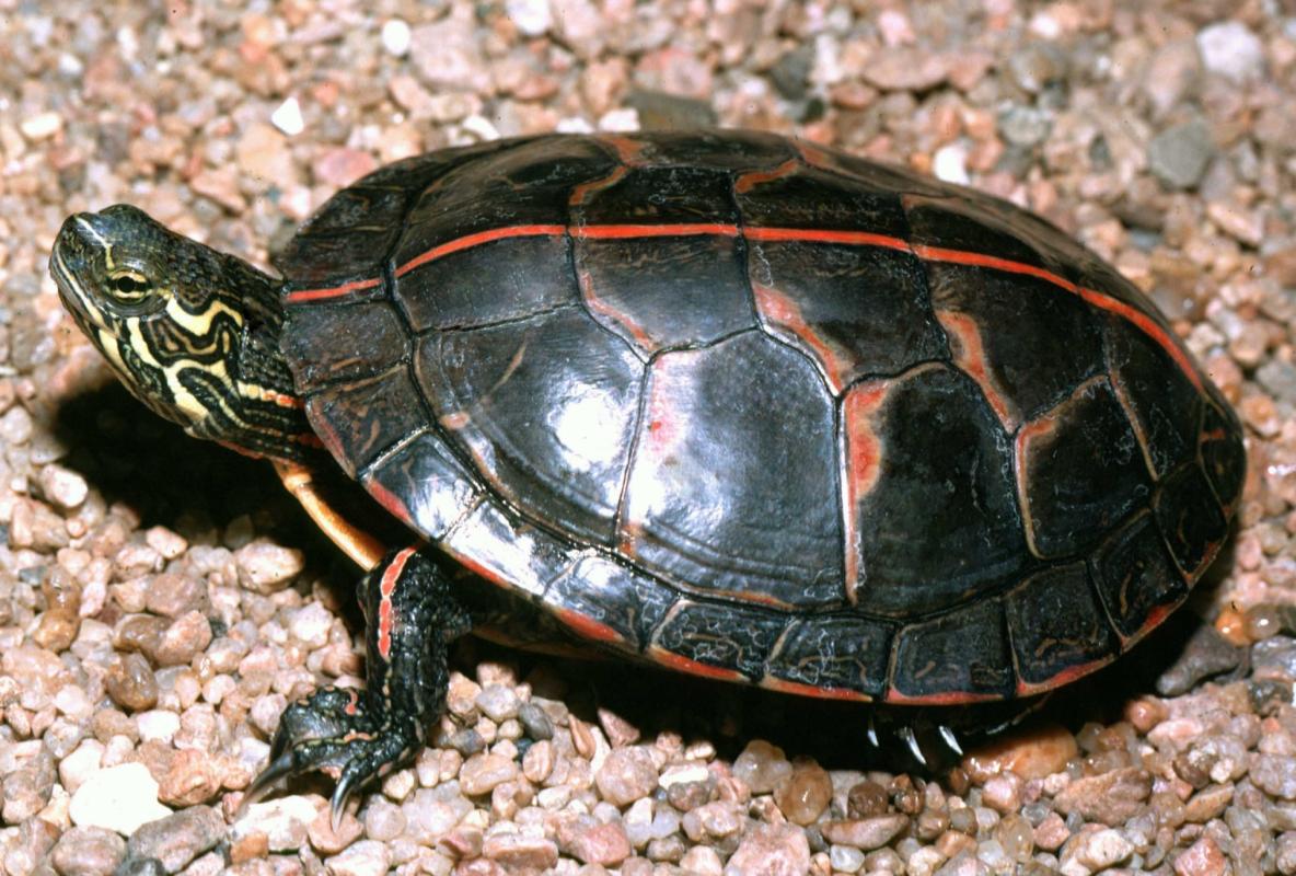 A3 southern painted turtle 1
