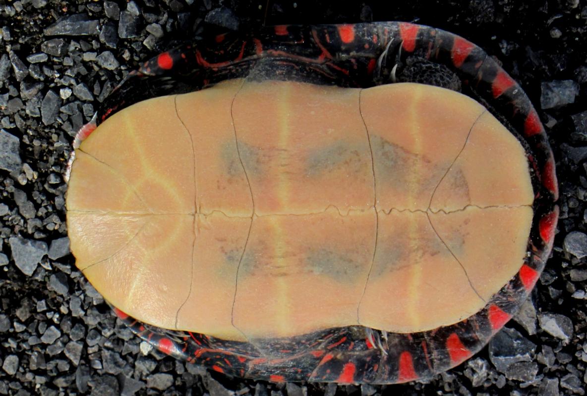 B2 midland painted turtle underside