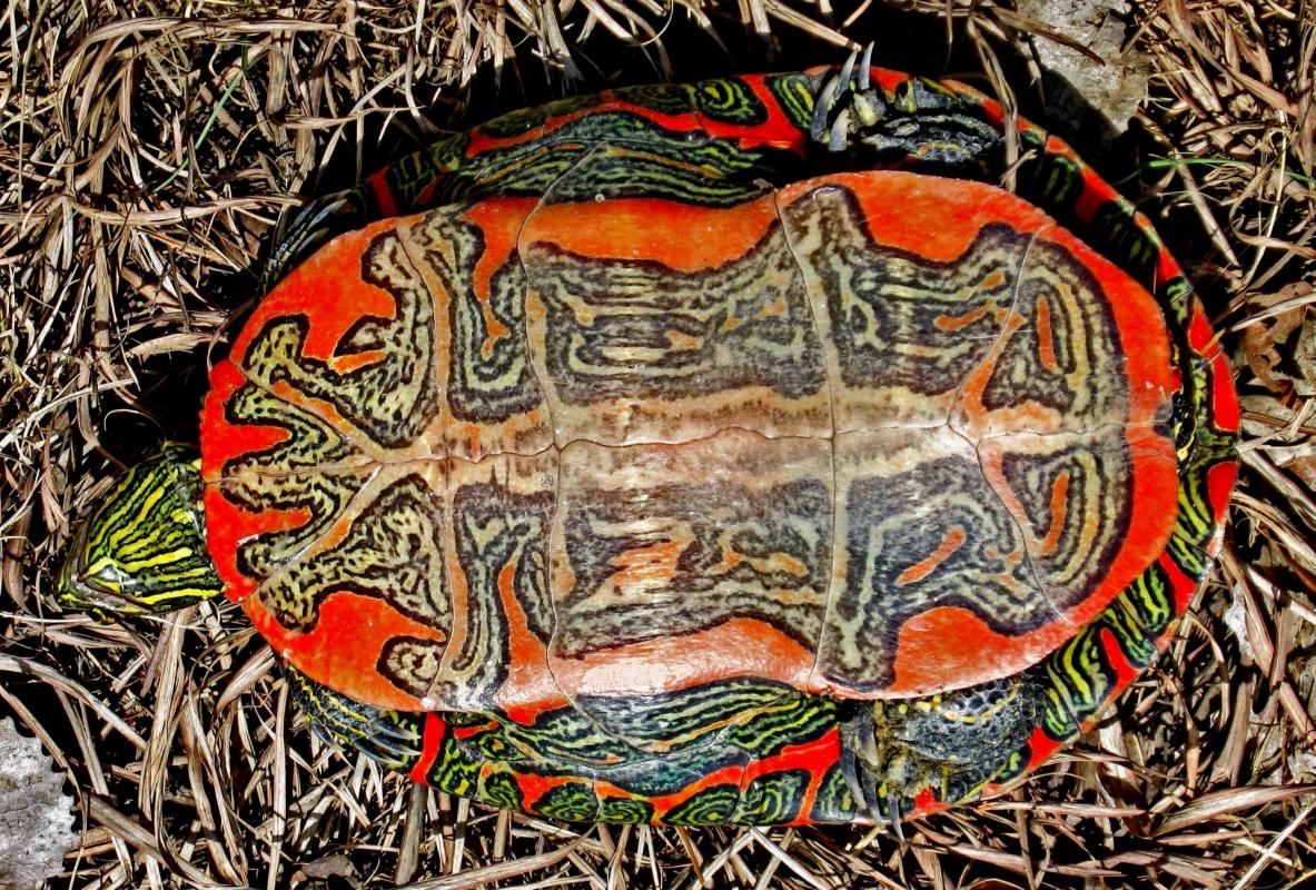 B4 western painted turtle underside
