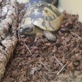 Comment s'appelle cette tortue de plus en plus rare ?