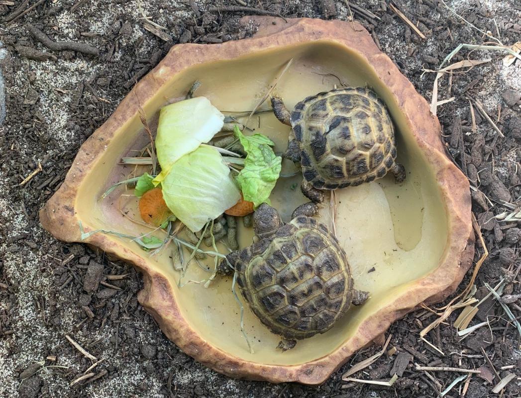 alimentation des tortues de terre