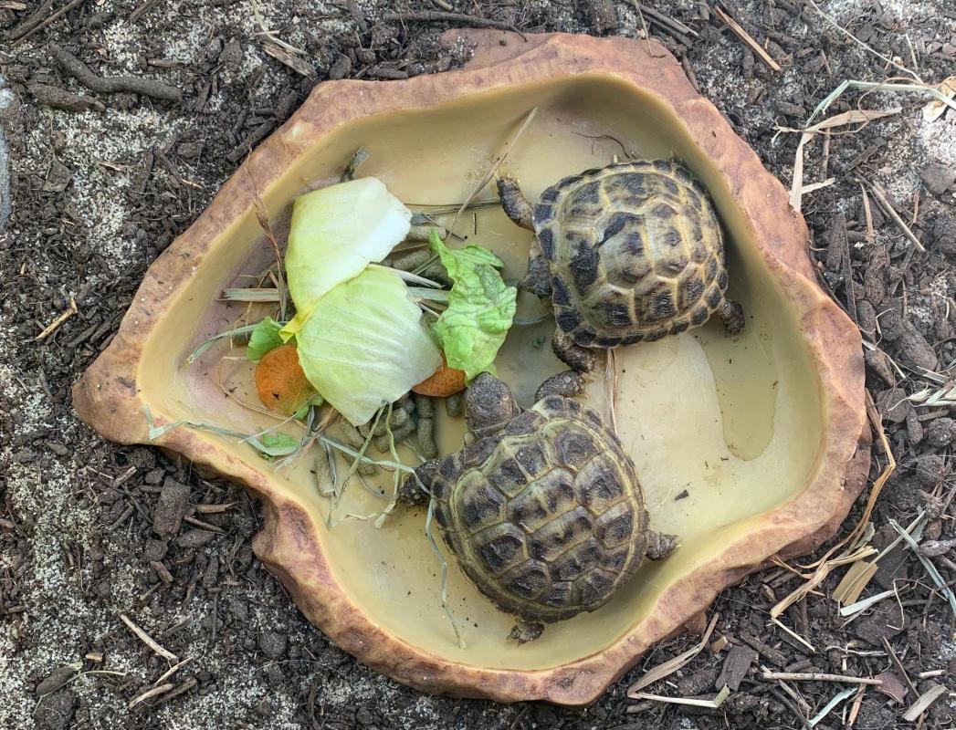 Nourriture - Alimentation de la tortue de terre - Conseils