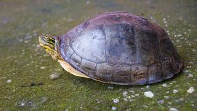 Tortue de boite d amboina sur le beton 75441884