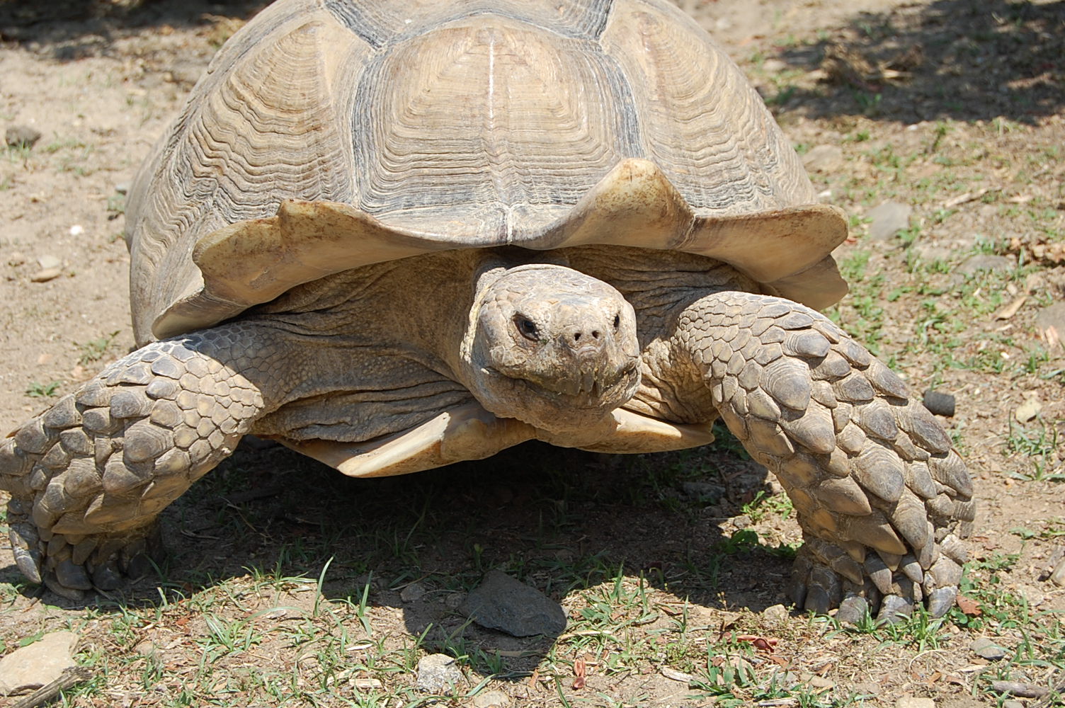 Tortue sulcata