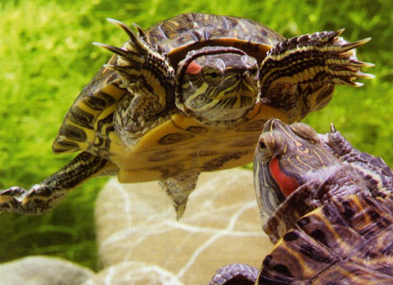 Tortue Aquatique D'eau De Reptiles Dans Un Bassin D'eau Banque De