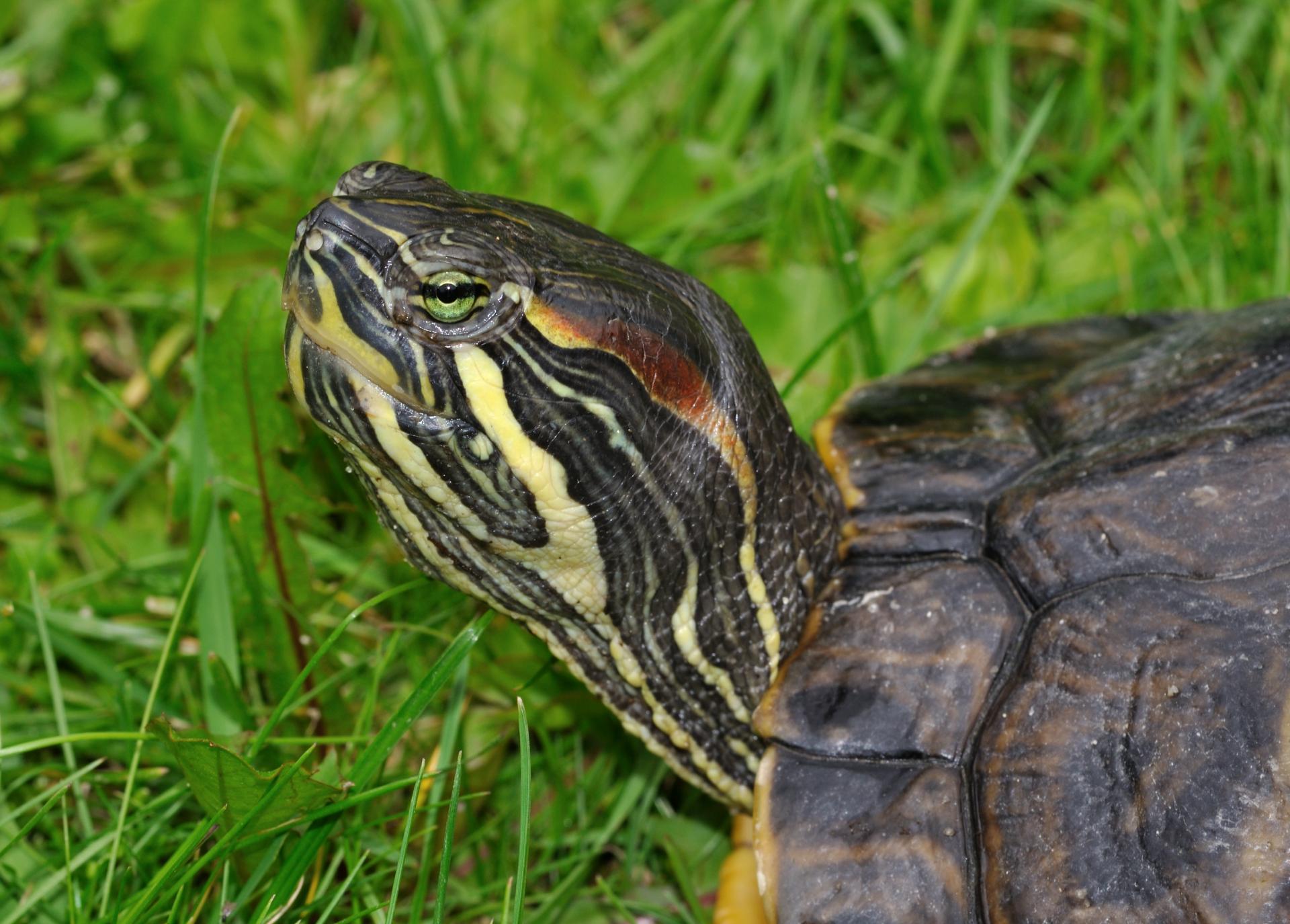 Trachemys scripta troostii qtl2