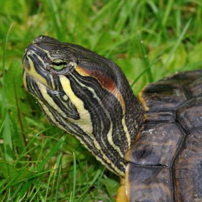 Trachemys scripta troostii qtl2